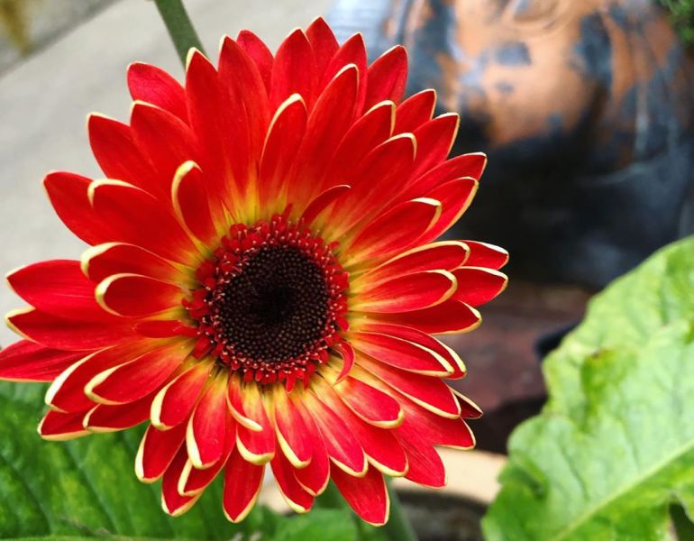 Gerbera Daisy