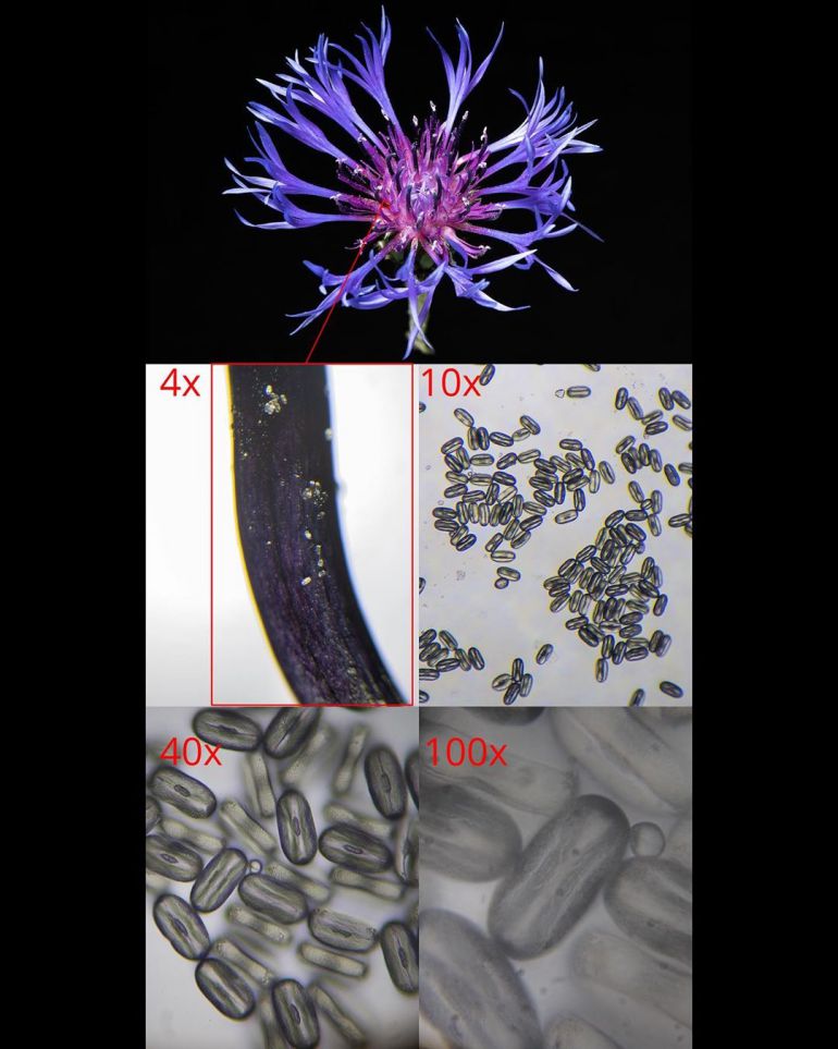 pollen of Centaurea Montana