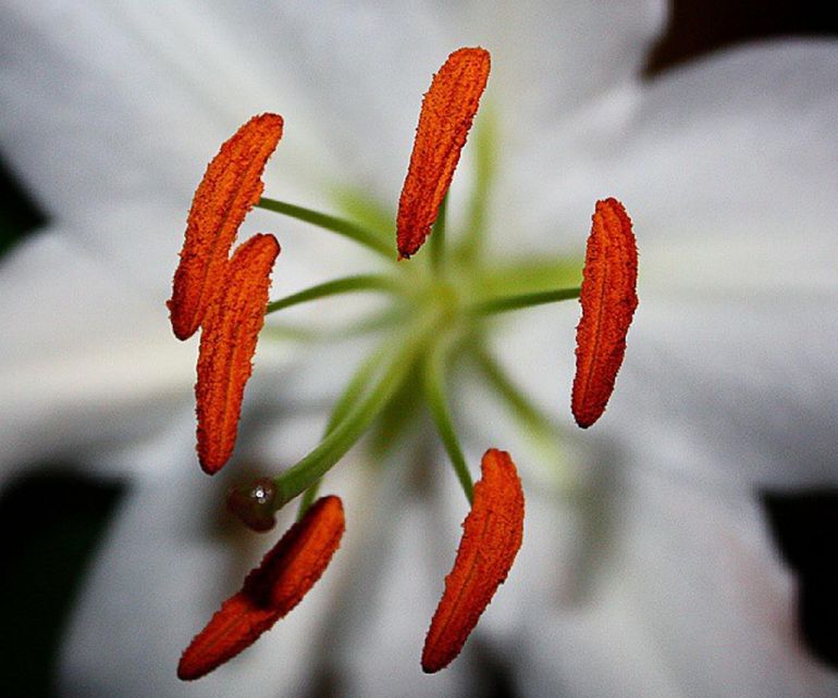 Lily Anthers